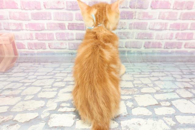 2023年9月20日生まれのキンカローの4枚目の写真