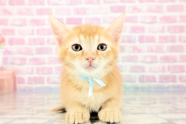 2023年9月20日生まれのキンカローの1枚目の写真