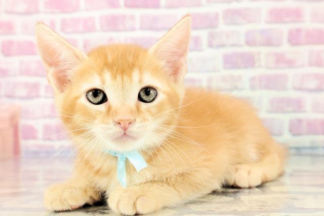 2023年9月20日生まれのキンカローの2枚目の写真