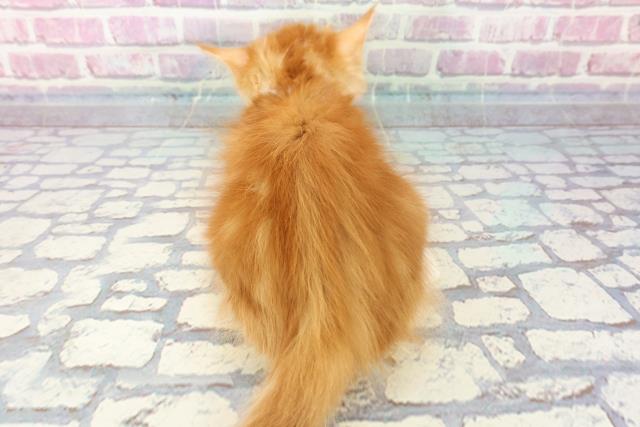 2023年9月22日生まれのメインクーンの4枚目の写真