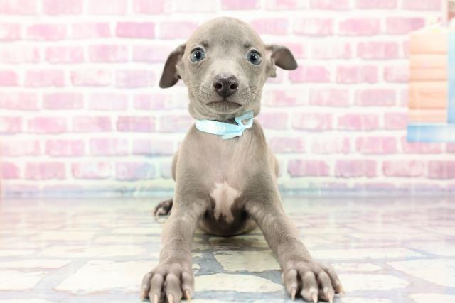 栃木県のイタリアングレーハウンド (Coo&RIKU足利店/2023年9月17日生まれ/男の子/ブルーホワイト)の子犬
