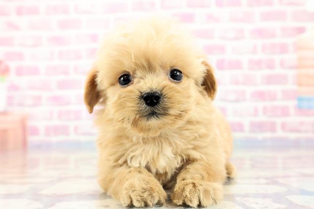 群馬県のハーフ犬 (Coo&RIKU藤岡店/2023年9月24日生まれ/男の子/アプリコット)の子犬