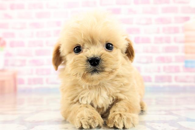 群馬県のハーフ犬 (Coo&RIKU藤岡店/2023年9月24日生まれ/男の子/アプリコット)の子犬
