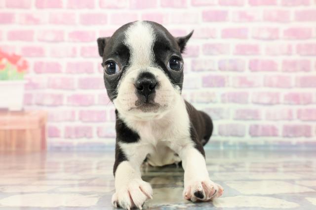 群馬県のボストンテリア (Coo&RIKU前橋店/2023年9月24日生まれ/女の子/ボストンカラー)の子犬