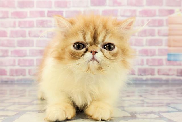 2023年9月21日生まれのエキゾチックショートヘアーの1枚目の写真
