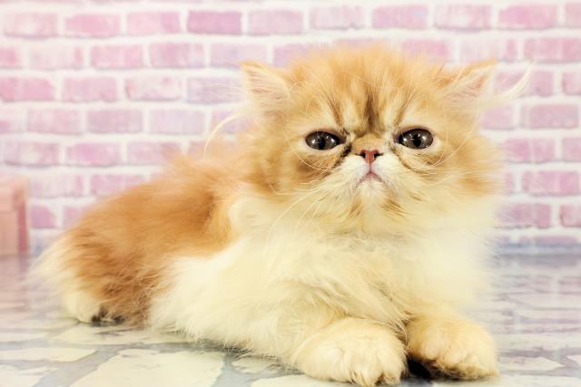 2023年9月21日生まれのエキゾチックショートヘアーの3枚目の写真