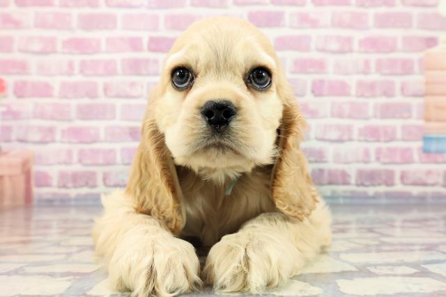 北海道のアメリカンコッカースパニエル (Coo&RIKU札幌東店/2023年9月23日生まれ/男の子/バフ)の子犬