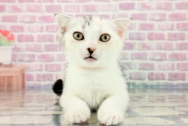 新潟県のスコティッシュフォールド (Coo&RIKU新潟西店/2023年9月18日生まれ/女の子/シルバーパッチドタビーホワイト)の子猫