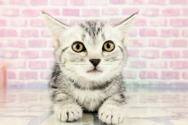 千葉県のスコティッシュフォールド (Coo&RIKU東船橋店/2023年9月18日生まれ/女の子/シルバータビー)の子猫