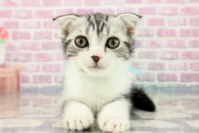 埼玉県のスコティッシュフォールド (Coo&RIKUアニマルケアセンター大宮/2023年9月18日生まれ/男の子/シルバータビーホワイト)の子猫