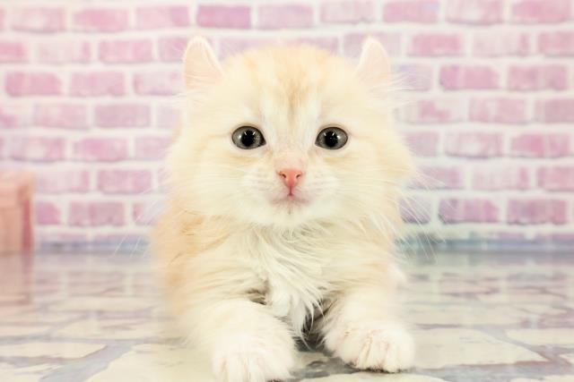 北海道のアメリカンカール (Coo&RIKU釧路店/2023年9月22日生まれ/男の子/クリームタビー)の子猫