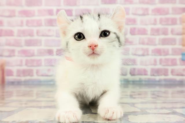 新潟県のアメリカンカール (Coo&RIKU新潟東店/2023年9月22日生まれ/女の子/シルバーパッチドタビーホワイト)の子猫