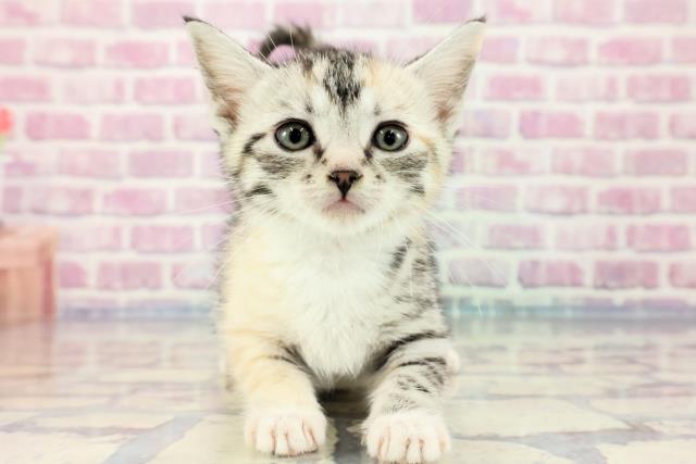 神奈川県のアメリカンカール (Coo&RIKU相模原店/2023年9月22日生まれ/女の子/シルバーパッチドタビーホワイト)の子猫