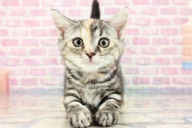 神奈川県のアメリカンショートヘアー (Coo&RIKU横浜青葉店/2023年9月19日生まれ/女の子/シルバーパッチドタビーホワイト)の子猫