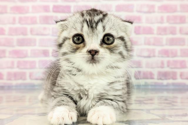 神奈川県のスコティッシュフォールド (Coo&RIKU相模原店/2023年9月22日生まれ/女の子/シルバータビーホワイト)の子猫