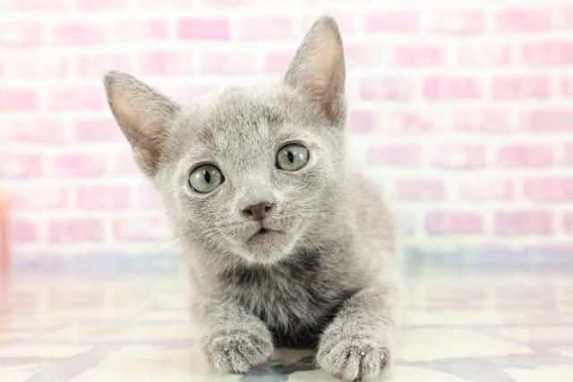 沖縄県のロシアンブルー (Coo&RIKU沖縄浦添店/2023年9月14日生まれ/男の子/ブルー)の子猫