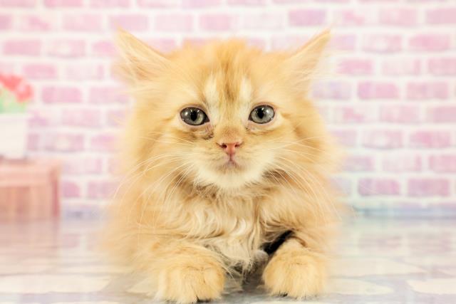沖縄県のサイベリアン (Coo&RIKU沖縄浦添店/2023年9月7日生まれ/女の子/レッドタビー)の子猫