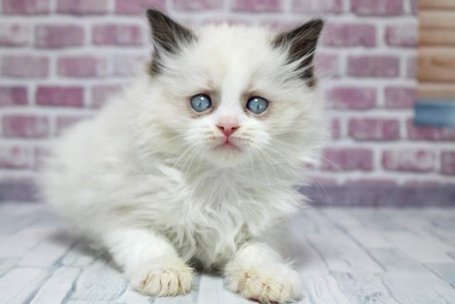 北海道のラグドール (Coo&RIKU札幌東店/2023年9月23日生まれ/女の子/シールポイントバイカラー)の子猫