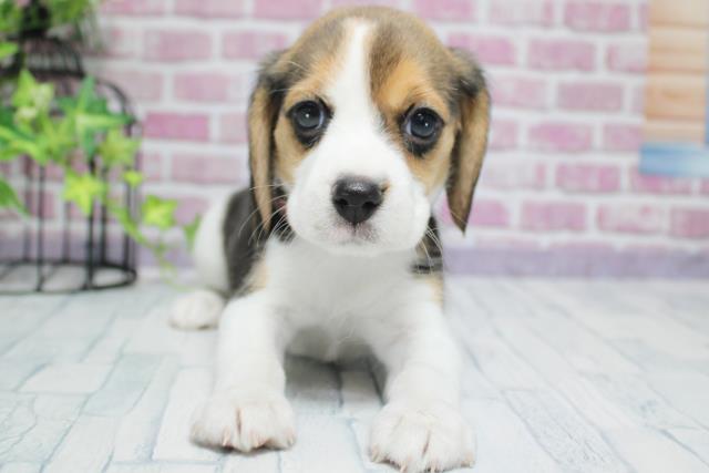 北海道のビーグル (Coo&RIKU釧路店/2023年9月20日生まれ/女の子/ブラックタンホワイト)の子犬
