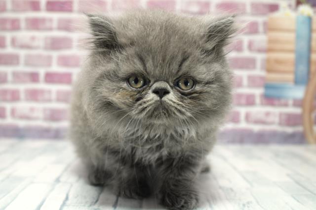 北海道のエキゾチック (Coo&RIKU札幌東店/2023年9月23日生まれ/女の子/ブルー)の子猫