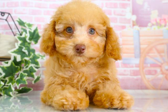 長崎県のトイプードル (Coo&RIKU大村店/2023年9月18日生まれ/女の子/アプリコット)の子犬