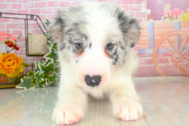 福岡県のボーダーコリー (Coo&RIKU福岡古賀店/2023年9月20日生まれ/女の子/ブルーマール)の子犬