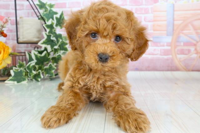 香川県のトイプードル (Coo&RIKU高松上福岡店/2023年9月20日生まれ/女の子/レッド(赤))の子犬