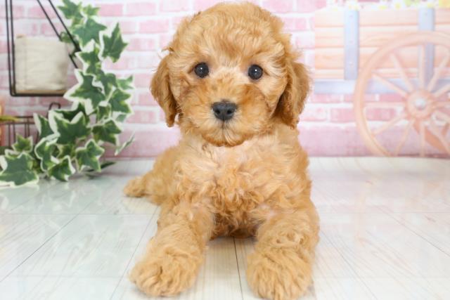 愛媛県のトイプードル (Coo&RIKU大洲店/2023年9月20日生まれ/女の子/アプリコット)の子犬
