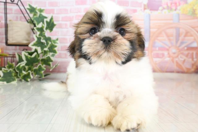 群馬県のシーズー (Coo&RIKU伊勢崎店/2023年9月21日生まれ/女の子/ゴールドホワイト)の子犬
