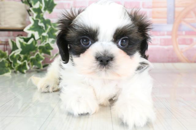 徳島県のシーズー (Coo&RIKU徳島店/2023年9月22日生まれ/男の子/ゴールドホワイト)の子犬