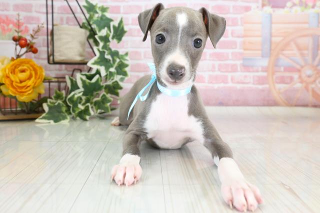 広島県のイタリアングレーハウンド (Coo&RIKU福山店/2023年9月23日生まれ/男の子/ブルーホワイト)の子犬