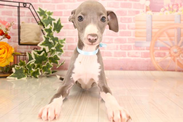 福岡県のイタリアングレーハウンド (Coo&RIKU小倉店/2023年9月23日生まれ/男の子/ブルーホワイト)の子犬