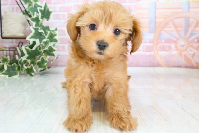 熊本県のマルプー (Coo&RIKU熊本店/2023年9月23日生まれ/男の子/レッド(赤))の子犬