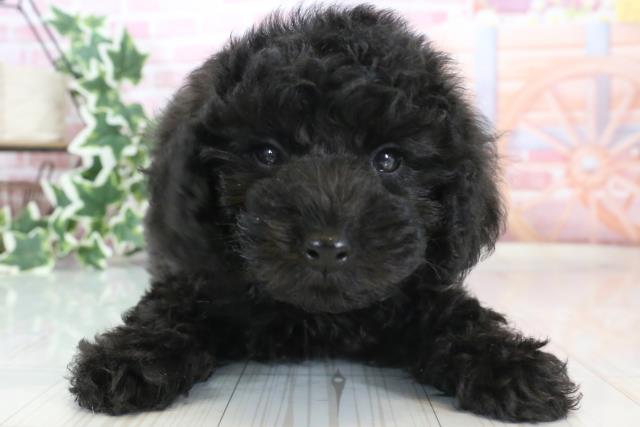 大分県のトイプードル (Coo&RIKU大分店/2023年9月25日生まれ/男の子/ブラック(黒))の子犬