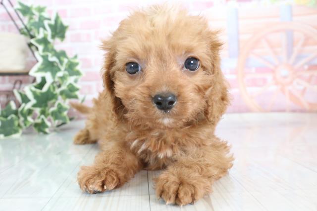 群馬県のハーフ犬 (Coo&RIKU伊勢崎店/2023年9月21日生まれ/男の子/レッド(赤))の子犬