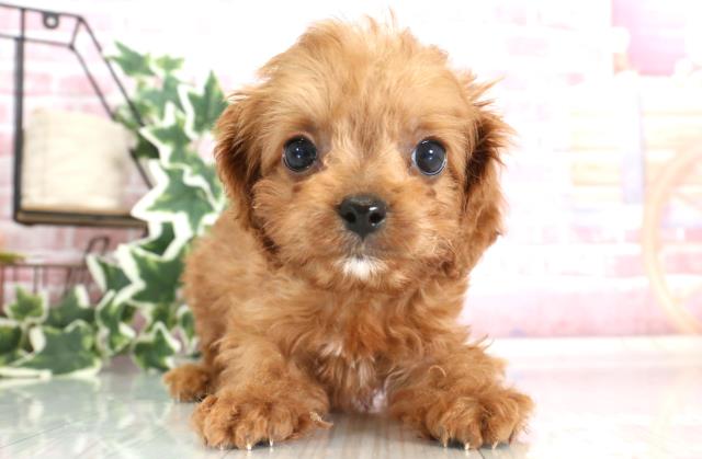 群馬県のハーフ犬 (Coo&RIKU藤岡店/2023年9月21日生まれ/女の子/レッド(赤))の子犬
