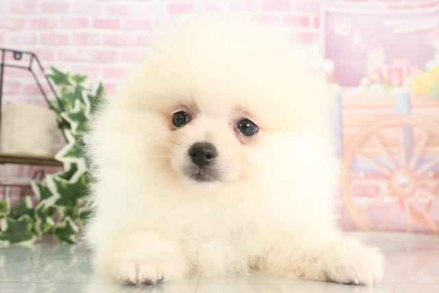 広島県のポメラニアン (Coo&RIKU東広島店/2023年9月20日生まれ/男の子/クリーム)の子犬