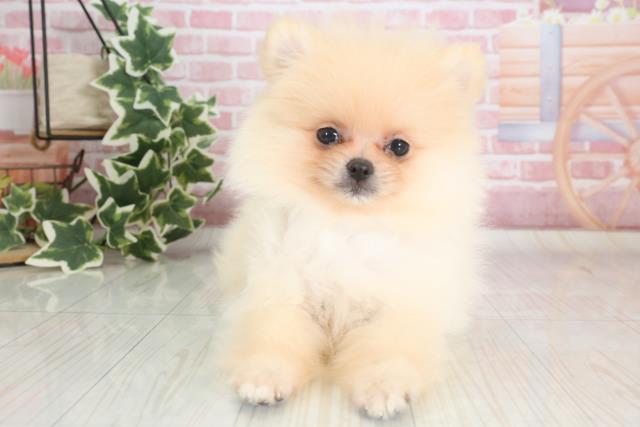 群馬県のポメラニアン (Coo&RIKU伊勢崎店/2023年9月20日生まれ/男の子/クリーム)の子犬