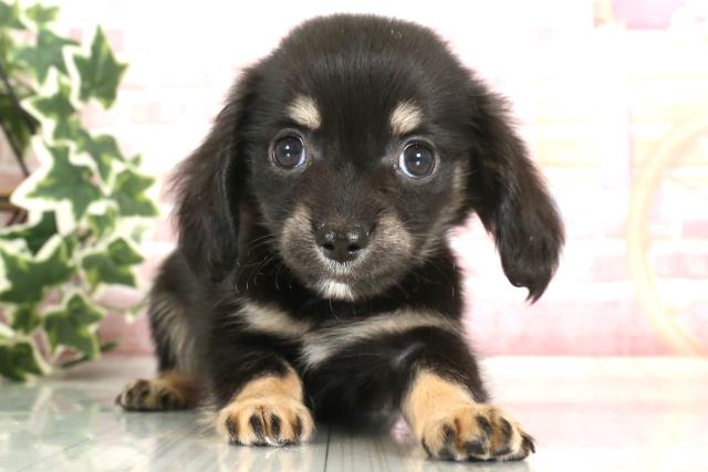 佐賀県のチワックス (Coo&RIKU佐賀神埼店/2023年9月24日生まれ/男の子/ブラックタン)の子犬