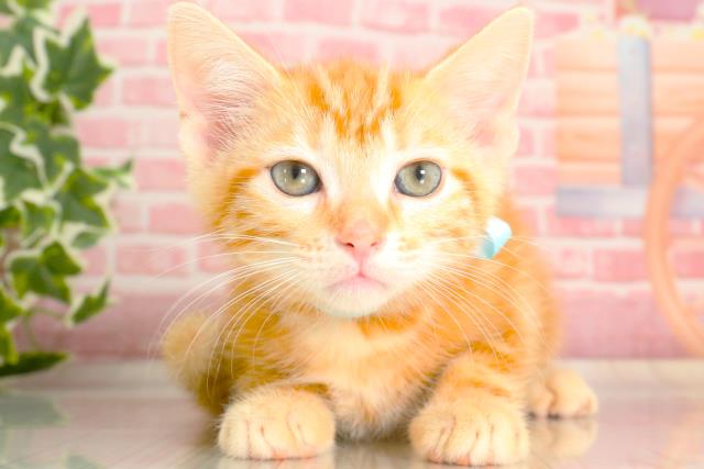 福岡県のマンチカン (Coo&RIKU大牟田店/2023年9月20日生まれ/男の子/レッドタビー)の子猫