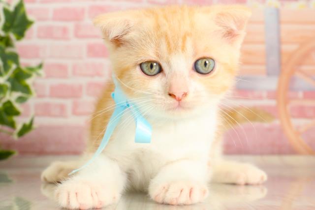 福岡県のスコティッシュフォールド (Coo&RIKUフォレストシティ春日店/2023年9月25日生まれ/男の子/クリームタビーホワイト)の子猫