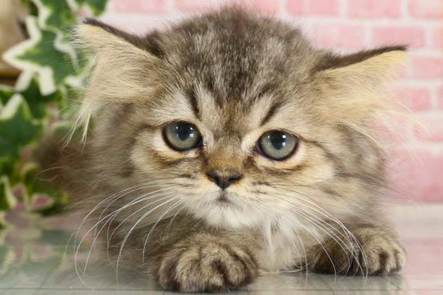 熊本県のハーフ猫 (Coo&RIKUカリーノ菊陽店/2023年9月6日生まれ/女の子/ブラウンタビー)の子猫