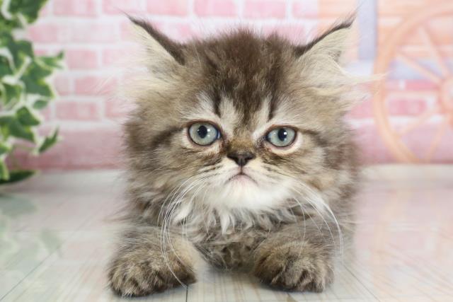 福岡県のハーフ猫 (Coo&RIKU大牟田店/2023年9月6日生まれ/女の子/ブラウンタビー)の子猫