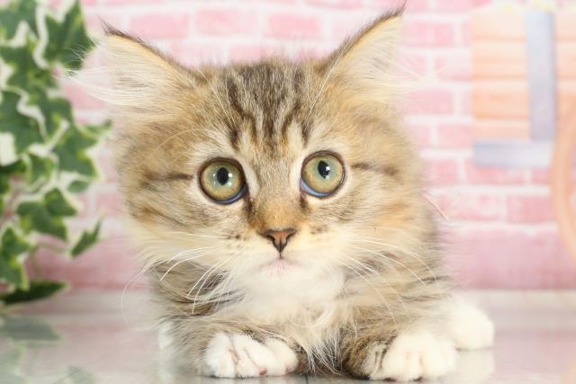 熊本県のマンチカン (Coo&RIKUカリーノ菊陽店/2023年8月24日生まれ/女の子/ブラウンタビーホワイト)の子猫