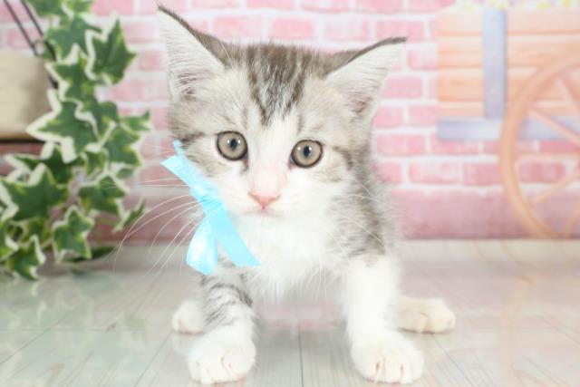 長崎県のマンチカン (Coo&RIKU長崎浜町店/2023年9月15日生まれ/男の子/シルバータビーホワイト)の子猫