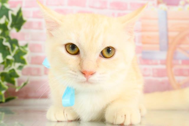福岡県のマンチカン (Coo&RIKU行橋店/2023年7月7日生まれ/男の子/クリームタビーホワイト)の子猫