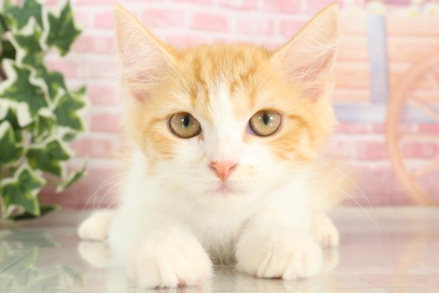 熊本県のラガマフィン (Coo&RIKUカリーノ玉名店/2023年8月15日生まれ/男の子/レッドタビーホワイト)の子猫