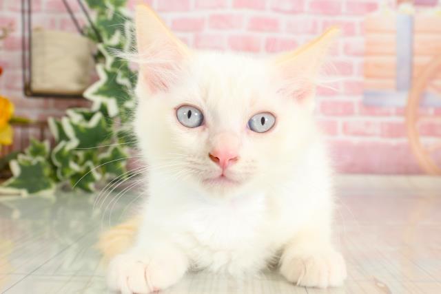 福岡県のラグドール (Coo&RIKU筑後店/2023年9月4日生まれ/男の子/クリームポイント)の子猫