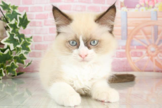 群馬県のラグドール (Coo&RIKU伊勢崎店/2023年9月9日生まれ/女の子/シールポイントバイカラー)の子猫