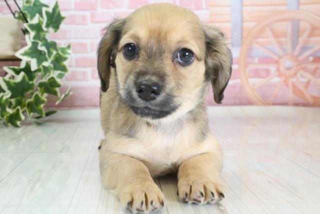福岡県のチワックス (Coo&RIKU大牟田店/2023年9月16日生まれ/男の子/フォーン)の子犬